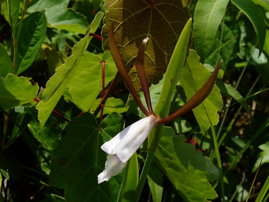 {Cleistesiopsis oricamporum}